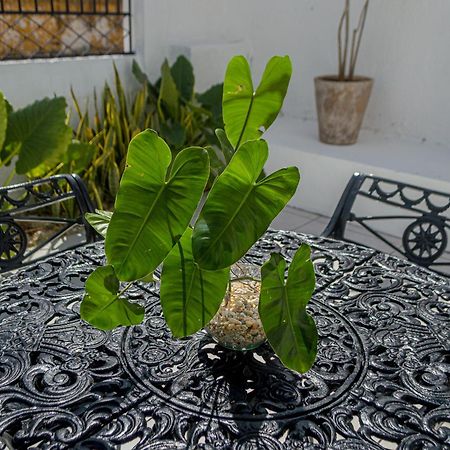 Hotel Boutique Casa Xaan Valladolid  Dış mekan fotoğraf